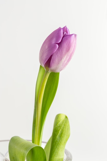 Lila Tulpen Blumen