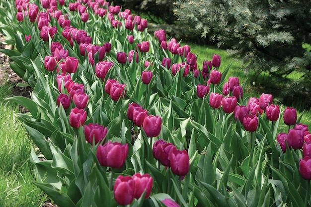 lila Tulpen im Gras