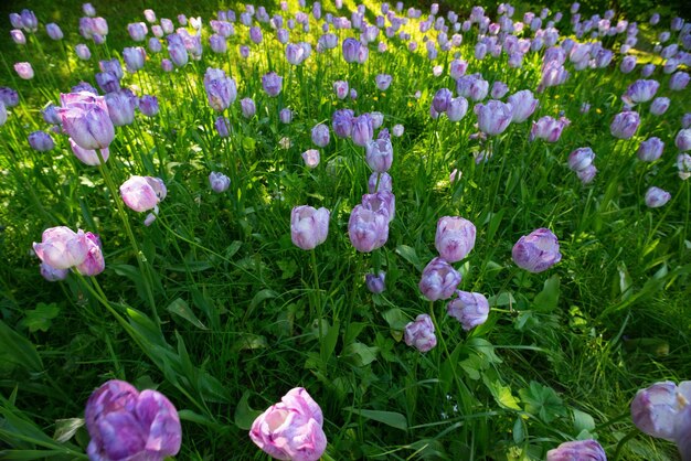 Lila Tulpen in der Frühlingsnatur