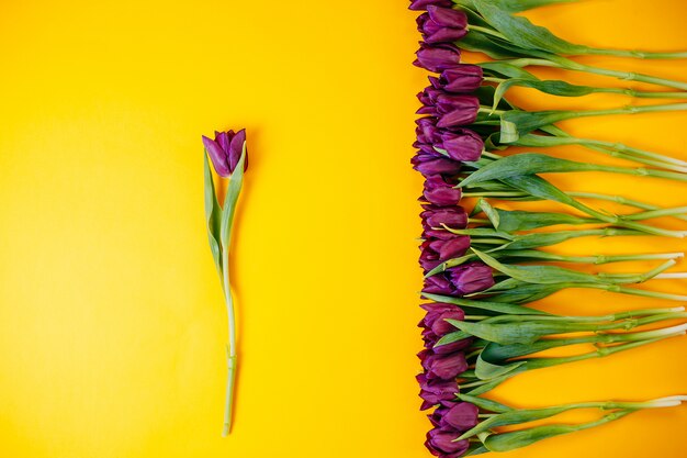 Lila Tulpen in einer Reihe auf orange Hintergrund mit Kopierraum. Flach lag mit Blumen.