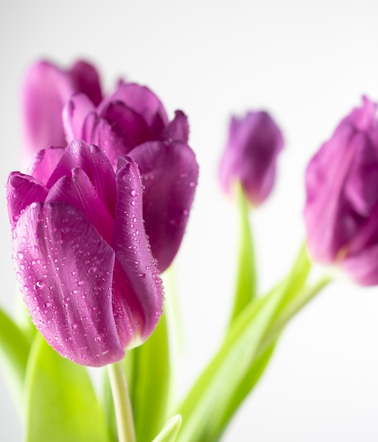 Lila Tulpen Nahaufnahme auf weißem Hintergrund