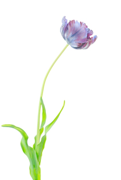Lila Tulpenblume isoliert auf weißem Hintergrund