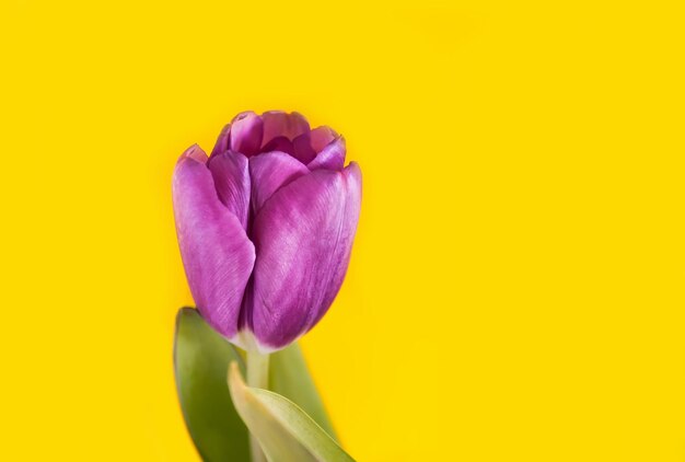 Lila Tulpenblumen auf leuchtend gelbem Hintergrund.