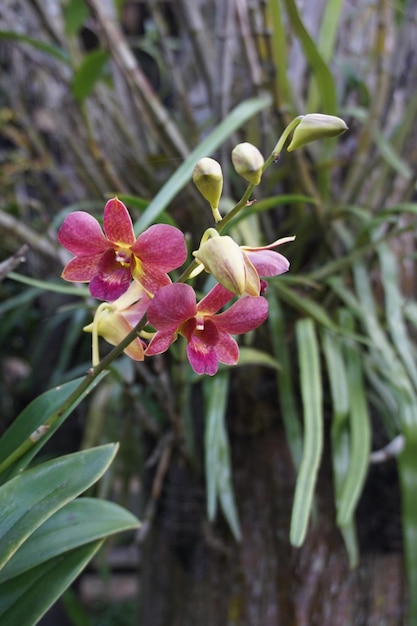 Foto lila und gelbe blüten in der mitte der dendrobium-orchidee