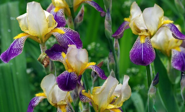 lila und gelbe Iris mit einer weißen Blume in der Mitte.