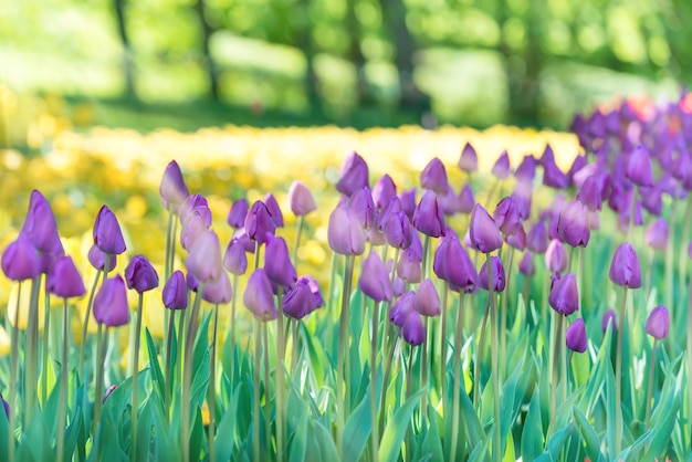 Lila und gelbe Tulpen im grünen Park mit Sonnenlicht