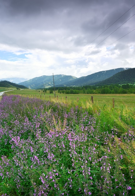 Lila und gelbe Wildblumen auf einer grünen Wiese unter einem bewölkten Himmel Sibirien Russland