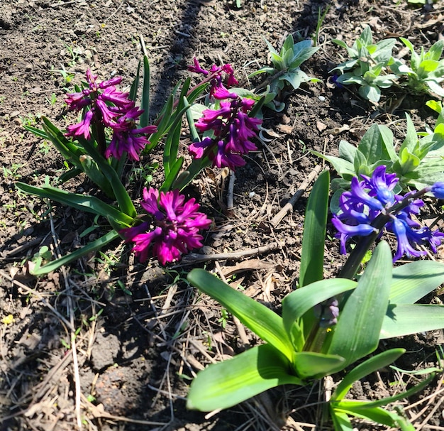 Lila und lila Blumen in einem Garten mit einigen anderen Blumen.