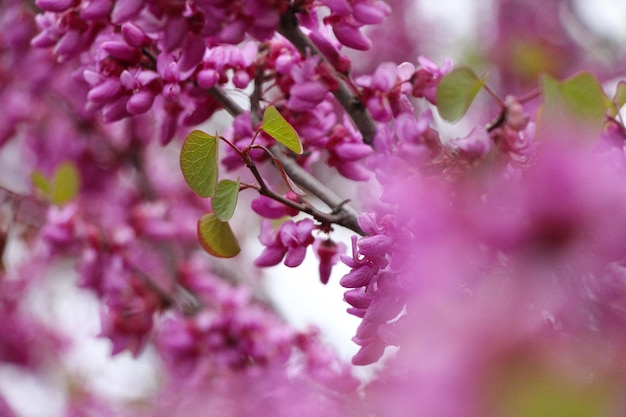 lila und rosa Blüten