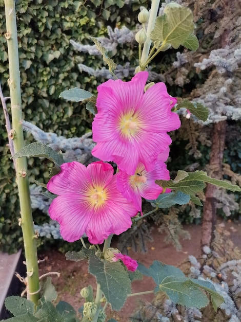 Lila und rosa Malvenblütenblütennahaufnahme