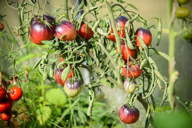 Foto lila und rote tomaten wachsen auf einem ast in einem gewächshaus. ernte von gemüse