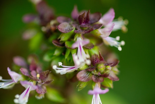 Lila und weiße Blume von Sweet Basil