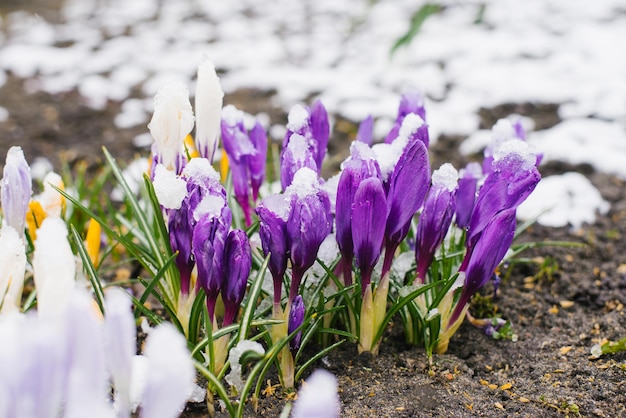 Lila ungeblasene Krokusse blühen unter dem Schnee