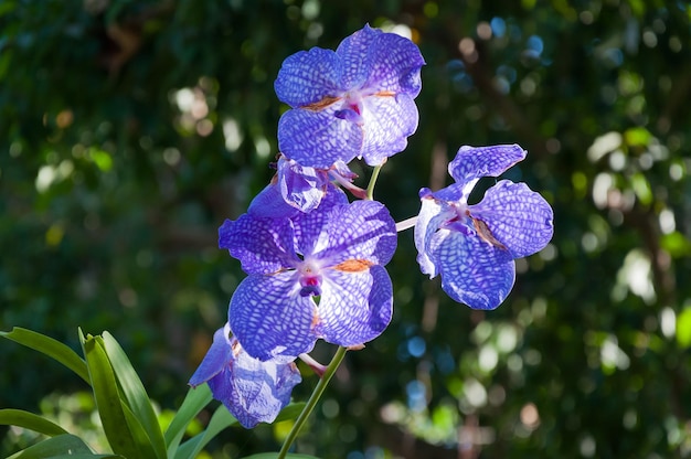 Lila Vanda-Orchidee im Garten