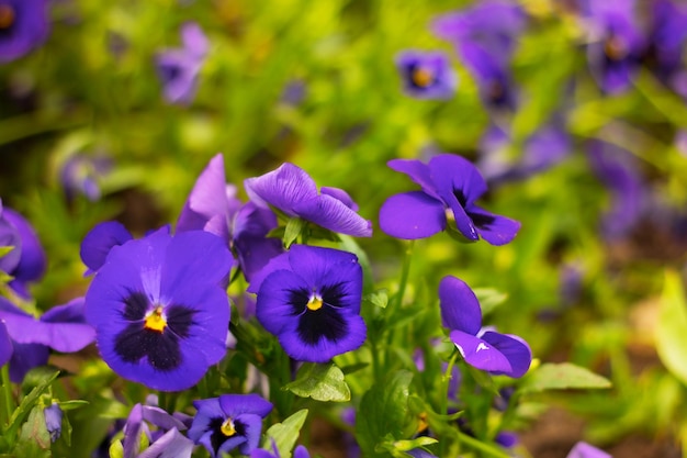 Lila Viola-Blüten hautnah auf Gartenblumenbeeten