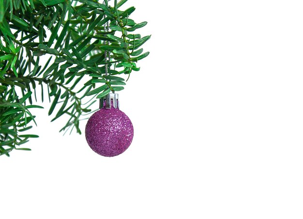 lila Weihnachtskugel, die an einem Nadelzweig auf einem weißen Hintergrund hängt