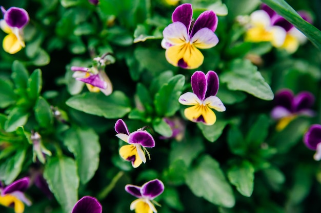 Lila weiße und gelbe tricolor Stiefmütterchen blühen auf einem Blumenbeet im Garten Selektiver Fokus Natürlicher Hintergrund Violett im Park