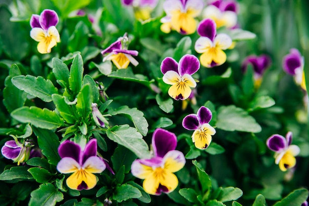 Lila weiße und gelbe tricolor Stiefmütterchen blühen auf einem Blumenbeet im Garten Selektiver Fokus Natürlicher Hintergrund Violett im Park