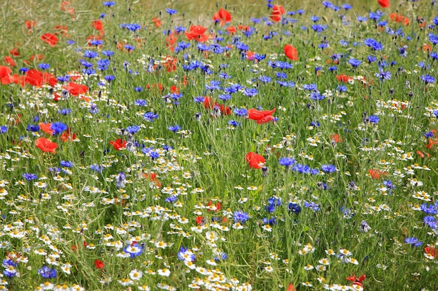 Foto lila wildblumen auf dem feld