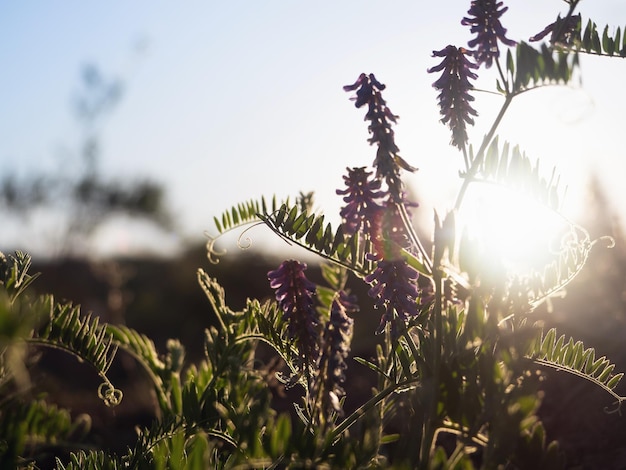 Lila Wildblumen auf einer Lichtung am frühen Morgen Sonnenaufgang