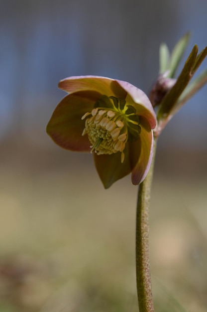 Lila Wildblumen in der Natur Hellebore Makrodetails hautnah