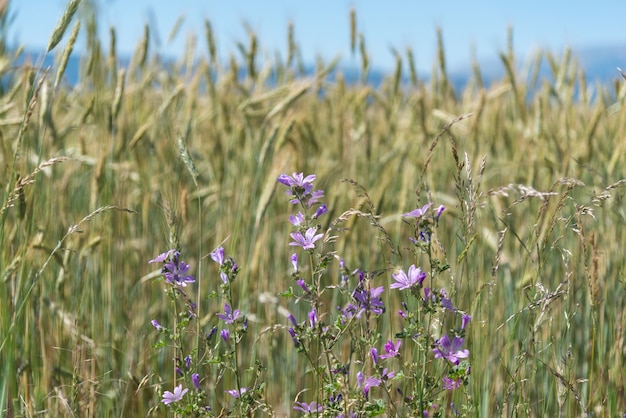 Lila Wildblumen in einem Weizenfeld über einem verschwommenen Hintergrund