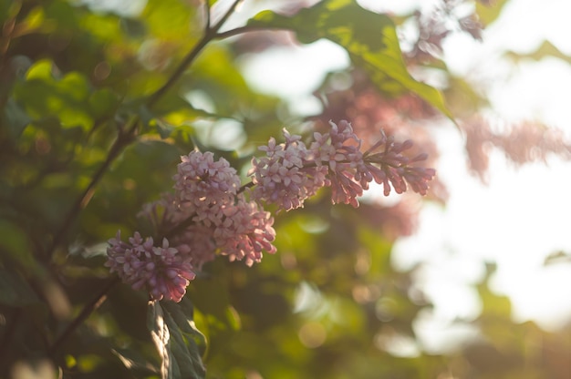 Lila Zweig auf einem Busch. Lila Blüte. Blumen. Natur. Sonnenlicht. Laub. Selektiver Fokus. Blendung