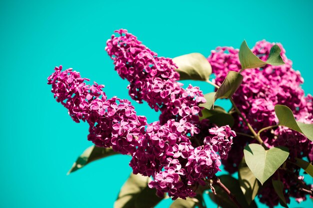 Lila Zweig gegen den Himmel im Garten