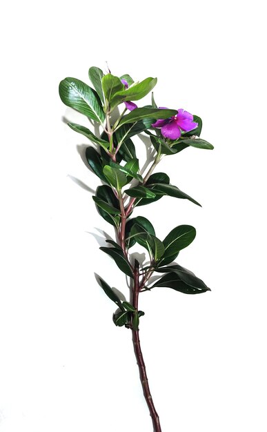 Foto lila-zweig mit blättern eine einzelne lila und rosa blüte mit grünem blatt baumzweig auf einem stamm