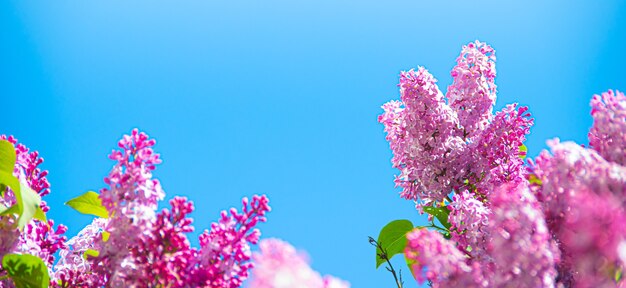 lila Zweige auf einer Oberfläche des blauen Himmels. blühender Busch. blauer Himmel. rosa lila.