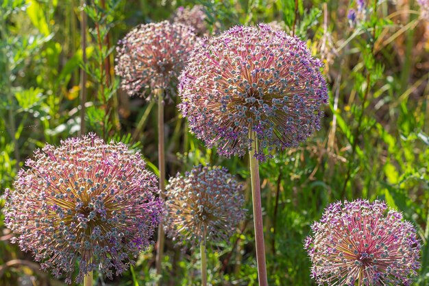 Lila Zwiebelblumen Sommertag Hintergrund