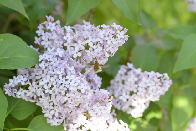 Foto lilablumen auf den zweigen schöne lila blumen im freien