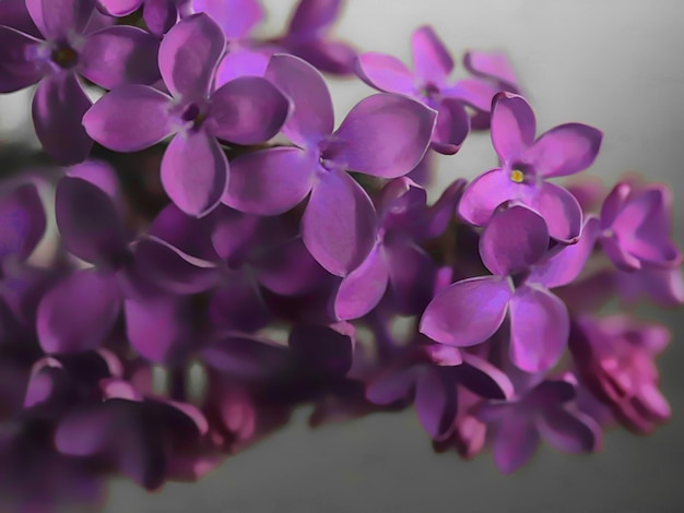 LILAC aquela louca época de floração lilás