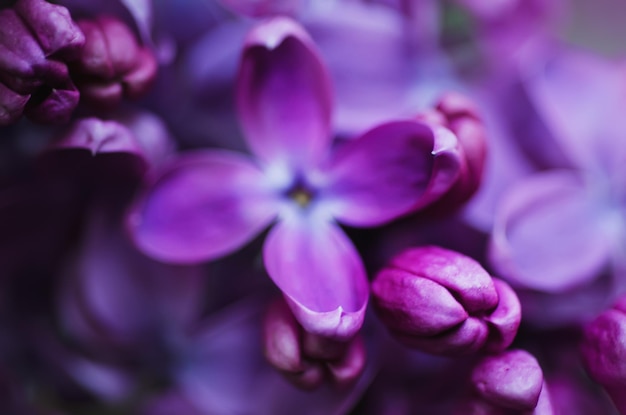 Lilac floresce o fundo