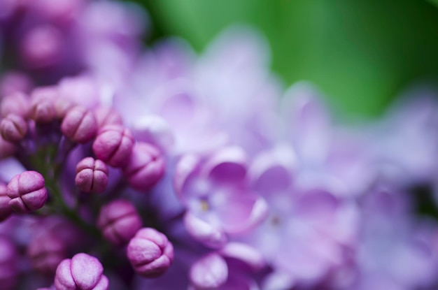 Lilac floresce o fundo