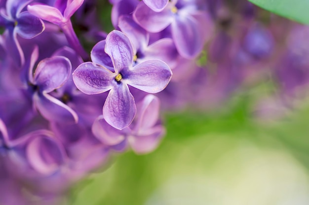 Lilac floresce o fundo