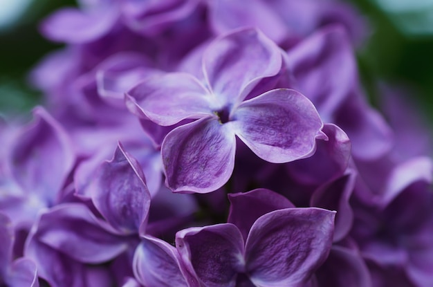 Lilac floresce o fundo