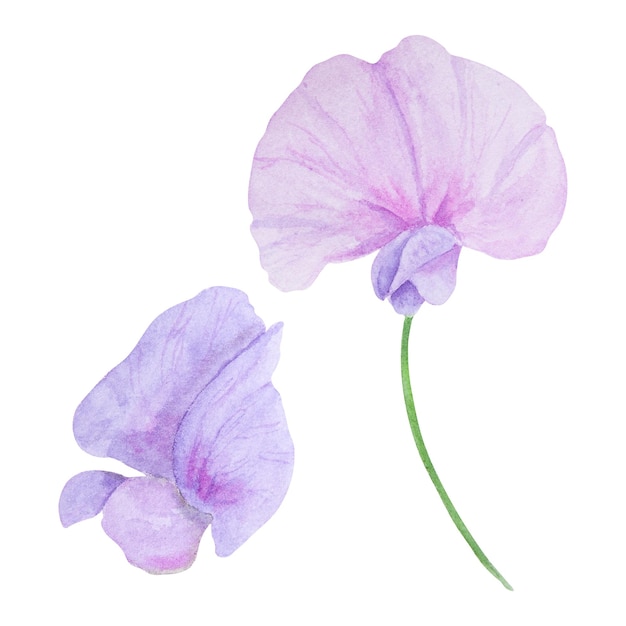 Lilac lathyrus acuarela ilustración dibujada a mano pintura botánica boceto floral flor colorida c