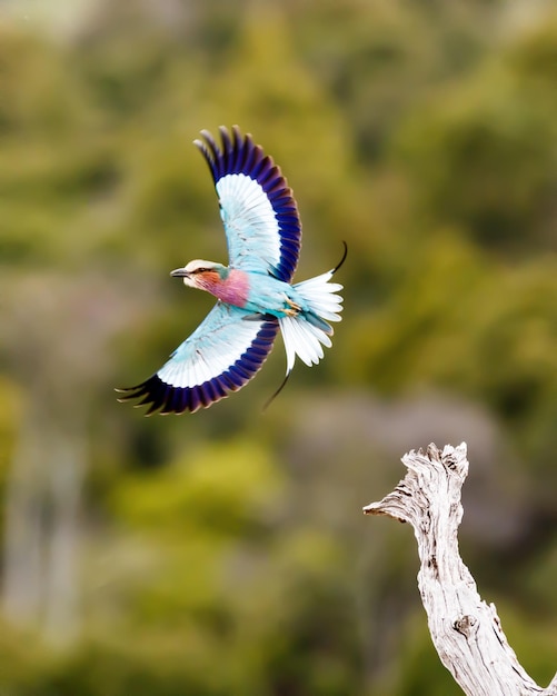 LilacBreasted Roller im Flug