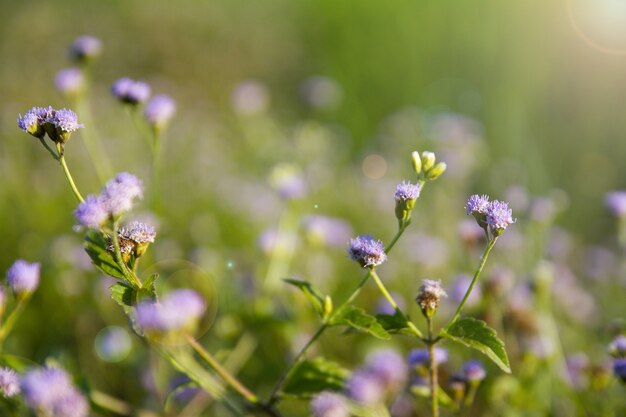 Foto lilane blumen