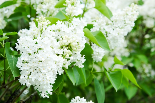 Las lilas blancas están floreciendo Lila blanca en un árbol Flores de lilas blancas Hermosa lila de verano