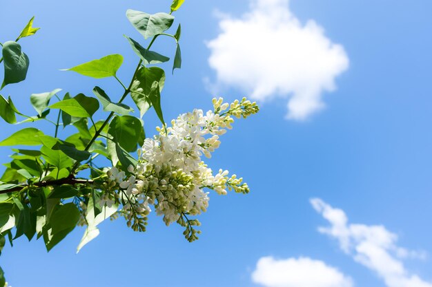 Lilás branco contra um céu azul com nuvens brancas