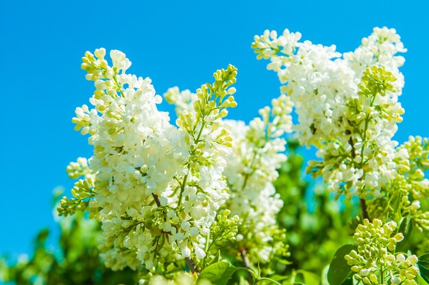 Lilás branco florescendo nos galhos na primavera contra o céu azul