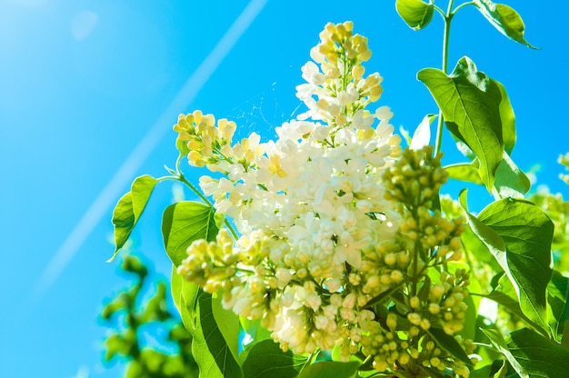 Lilás branco florescendo nos galhos na primavera contra o céu azul