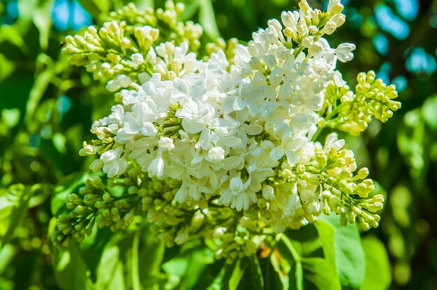 Lilás branco. Primavera flores desabrochando de lilás branco em arbustos de lilás. Flor branca natural contra um fundo verde do lado de fora