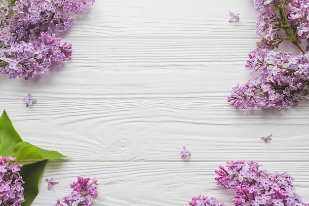 Foto lilás de florescência em branco