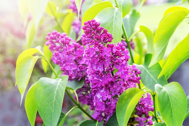 Las lilas están floreciendo Flores lilas moradas en un arbusto a la luz del sol