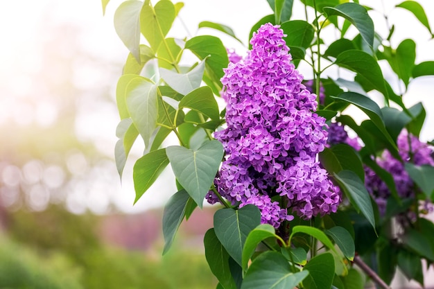 Las lilas están floreciendo Flores lilas moradas en un arbusto a la luz del sol