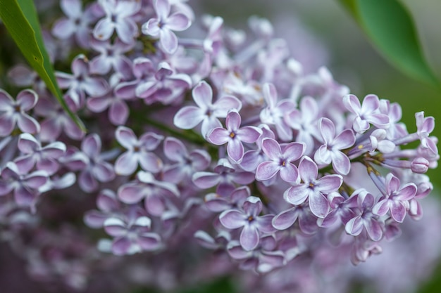 Lilas florecientes de cerca, profundidad de campo