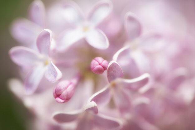 Lilas flores en el jardín